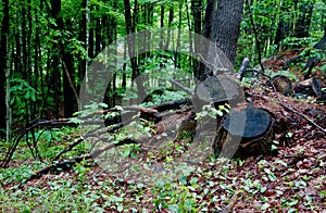 Long tree roots stretching 5-6 feet above ground on a slope, in a forest photo