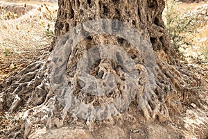 Roots of an ancient olive tree in the earth