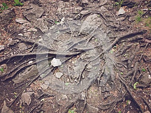 Roots of ancient tree on ground in ravine