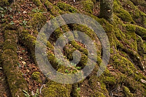 The roots of ancient trees covered with moss