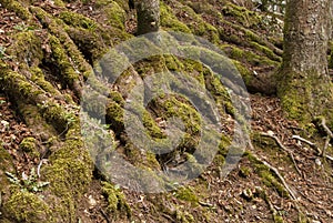 The roots of ancient trees covered with moss on mountain Igman in Bosnia