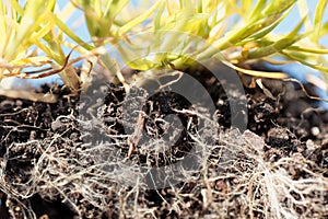 Roots of annual meadow grass, Poa annua photo