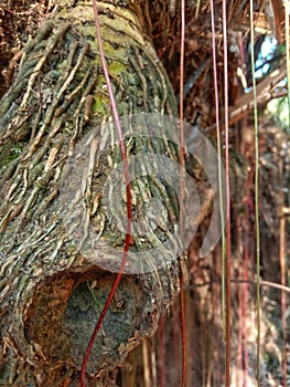 The roots of bamboo can be made into various kinds of crafts