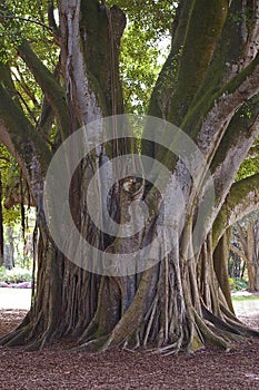 Roots Of A Banyan Tree