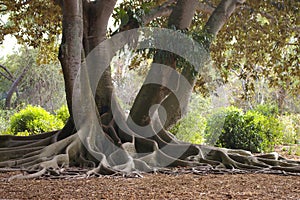 Roots Of A Banyan Tree