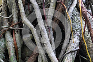 Roots of a Banyan Tree