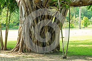 Roots of banyan tree