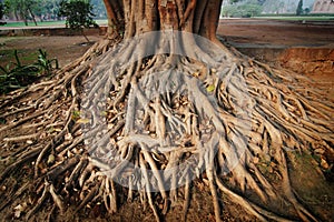 Roots of a banyan tree