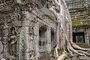 Roots of a banyan tree at Bayon temple in Angkor, Siem Rep Cambodia photo