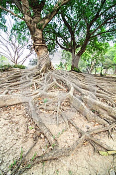 Roots of the banyan tree photo