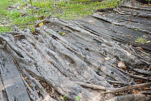 Roots banyan tree