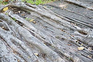 Roots banyan tree