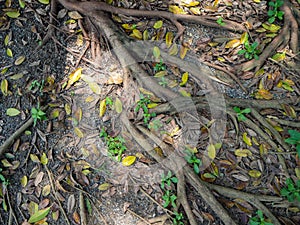 Roots for Banyan tree,Leaves fall to the ground,At Sri Nakhon Khuean Khan Park and Botanical Garden in Bangkok Thailand