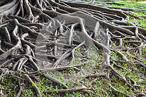 Roots banyan tree