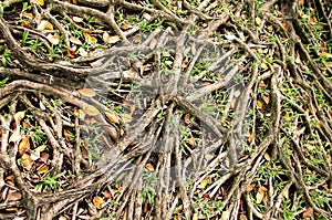 Roots banyan tree