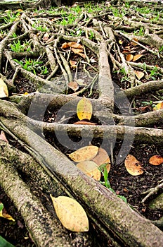 Roots banyan tree