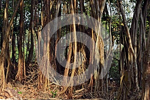 Roots of Banyan Tree