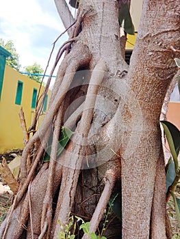 The roots of the banyan tree are photographed at close range in the schoolyard