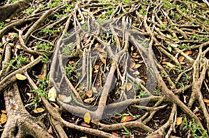 Roots banyan tree