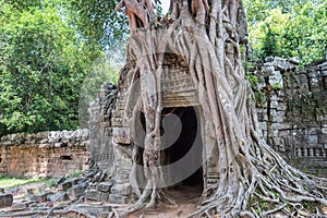 Roots of a banyan tree at Ta Prohm temple in Angkor, Siem Rep Cambodia