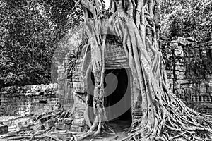 Roots of a banyan tree at Ta Prohm temple in Angkor, Siem Rep Cambodia