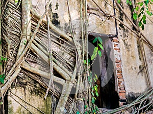 Roots of banyan trees fasten around the wall of old buddhist main hall