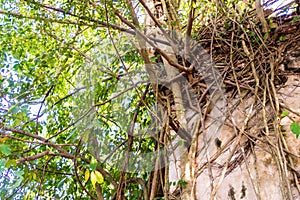 Roots of banyan trees fasten around the wall of old buddhist main hall