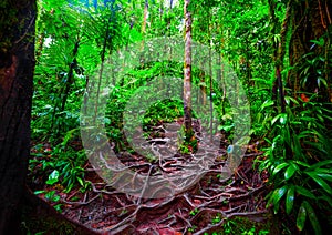 Roots in Basse Terre jungle