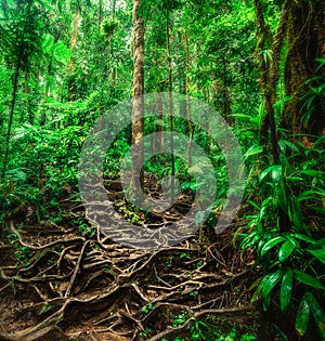 Roots in Basse Terre jungle in Guadeloupe