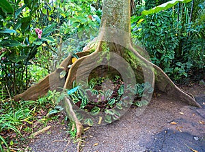 Roots of Bay Fig tree