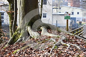 Roots of a beech tree on the Traun near SteyrermÃ¼hl Laakirchen, Gmunden district