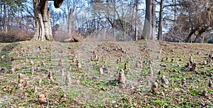 Roots of big old Oak Plantae Quercus Fagaceae tree in the forest growing from the ground as from fairy tale or magical woods