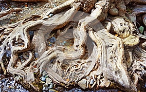 Roots of a Big Old Tree