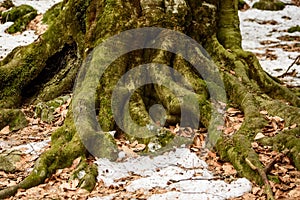 Roots of big old tree in autumn close