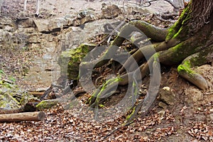 The roots of the big old tree. Mountain Forest. Close-up