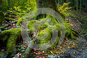 Roots of big tree on a forest