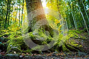 Roots of big tree on a forest