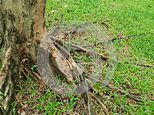 Roots of big tree with green grass on the ground in the forest at Thailand.