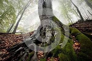 Roots of big tree with green moss in a forest with fog