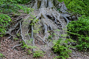 The roots of a big tree on a hillside in city park