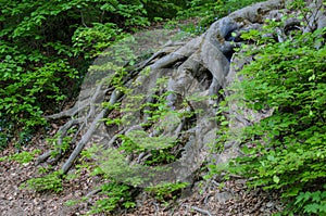 The roots of a big tree on a hillside in city park