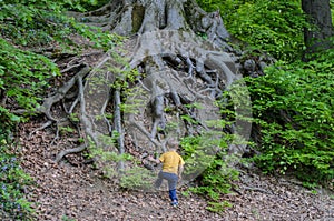 The roots of a big tree on a hillside in city park