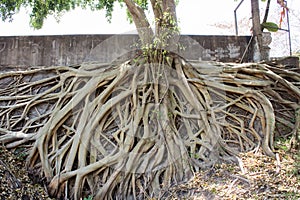 Roots of Bodhi Tree