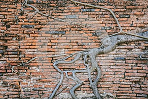 Roots of bodhi tree covered and growth on old red brick wall in Buddhist temple ruins, Ayutthaya, Thailand copy space