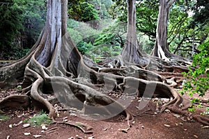 The roots and bottom of the tree trunk of three large sprawling Moreton Bay Fig Trees in a tropical rainforest in the Kauai