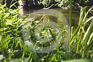 The roots and branches of trees with green grass over the water in the forest. Small natural river in the nature. Summer sunny day