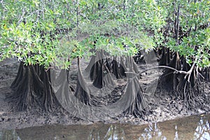 Roots and Canopy of a Mangrove Forest