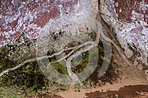 Roots in a cave  at Ciudad de Itas  park at Torotoro. photo