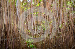 The roots of Cissus nodosa Blume at a tropical botanical garden.