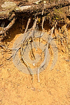 Roots in clay photo